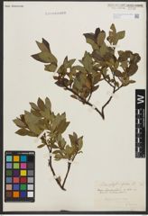 Foto von Salix phylicifolia L.